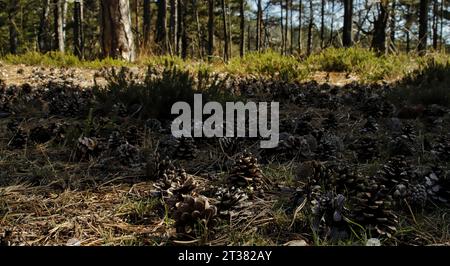 Una collezione di coni di pino caduti da un ramo di un albero in una lussureggiante foresta in Serbia Foto Stock