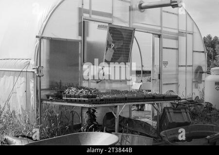 Codman Farm - Lincoln, Massachusetts 2023 - Una serie di piantine organizzate su un tavolo pieghevole di fronte a una grande serra in stile capanna Quonset in lat Foto Stock