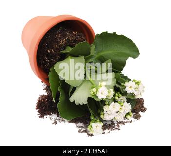 Vaso di fiori di terracotta rovesciato con terreno e pianta di kalanchoe su sfondo bianco Foto Stock