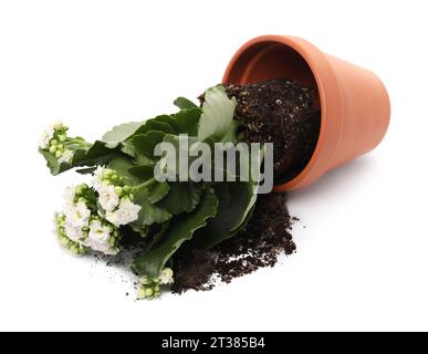 Vaso di fiori di terracotta rovesciato con terreno e pianta di kalanchoe su sfondo bianco Foto Stock