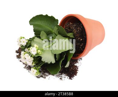 Vaso di fiori di terracotta rovesciato con terreno e pianta di kalanchoe su sfondo bianco Foto Stock