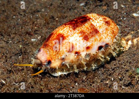 Cowry spessi o guscio di cowrie, Erronea caurica. Tulamben, Bali, Indonesia. Mar di Bali, Oceano Indiano Foto Stock