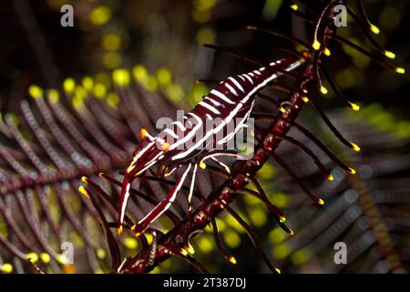 Leopard Crinoide gamberetti, Laomenes pardus. Tulamben, Bali, Indonesia. Mare di Bali, Oceano Indiano Foto Stock