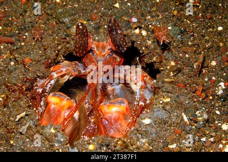 Spearing Mantis Shrimp, Lysiosquillina lisa, con la coppia di gamberi Cuapetes dell'artiglio Rosso, Cuapetes tenuipes. Per ulteriori informazioni, vedere di seguito Foto Stock