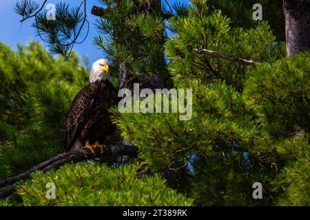 Aquila calva (Haliaeetus leucocephalus) arroccata sul ramo di un pino, orizzontale Foto Stock