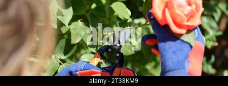 Il giardiniere femminile in guanti protettivi taglia il fiore per bouquet Foto Stock