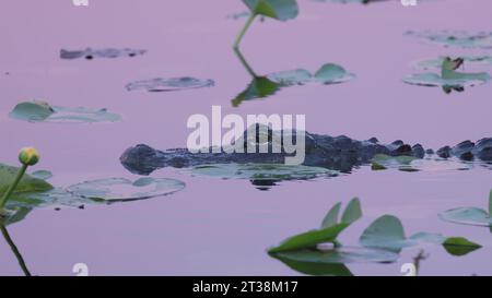 scatto al tramonto di un alligatore che nuota in una slough the everglades Foto Stock