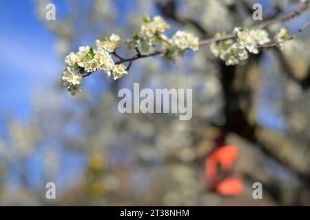 Un mare bianco di bellissimi fiori di prugne (Prunus domestica), San Jose CA Foto Stock