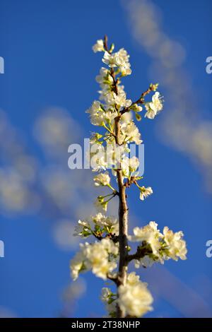 Un mare bianco di bellissimi fiori di prugne (Prunus domestica), San Jose CA Foto Stock