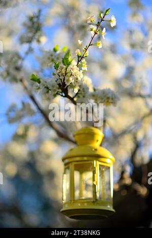 Un mare bianco di bellissimi fiori di prugne (Prunus domestica), San Jose CA Foto Stock