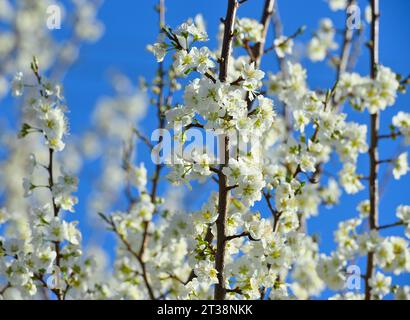 Un mare bianco di bellissimi fiori di prugne (Prunus domestica), San Jose CA Foto Stock