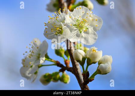 Un mare bianco di bellissimi fiori di prugne (Prunus domestica), San Jose CA Foto Stock