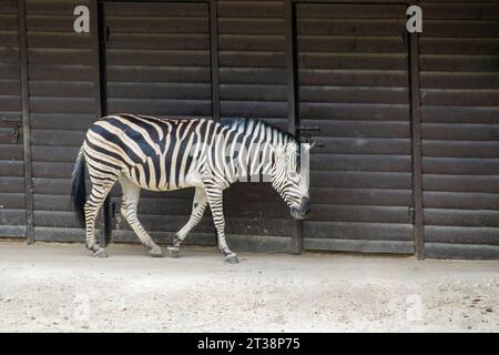 Le zebre sono diverse specie di cavalli africani uniti dalle loro distintive strisce bianche e nere. Foto di alta qualità Foto Stock