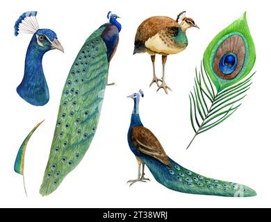 Pavoni acquerelli, uccelli e piume, con sfondo bianco isolato in colori verde e blu per i disegni tropicali estivi. Foto Stock
