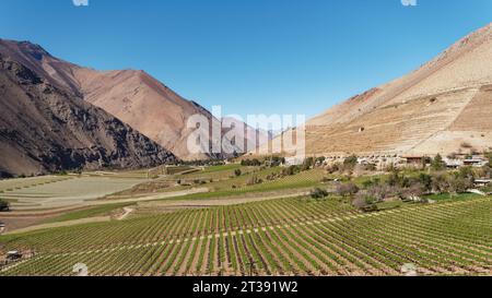 Un vigneto nella Elqui Valley, Cile Foto Stock