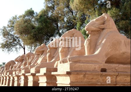 Famoso vicolo di sfingi con teste di ariete nel tempio di Karnak, Luxor. Vicolo di sfingi a testa di ariete diretti all'ingresso principale del complesso del Tempio di Karnak Foto Stock