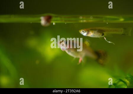 Molti di guppy in acquario. Messa a fuoco selettiva con profondità di campo ridotta. Foto Stock