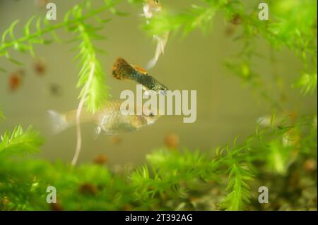 Molti di guppy in acquario. Messa a fuoco selettiva con profondità di campo ridotta. Foto Stock