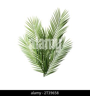 Primo piano della foglia di palma, isolata su sfondo bianco. Fotografia realistica sulla panchina di colore bianco. Areca Palm. Foto Stock