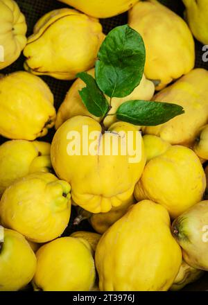 Vista dall'alto di quinces di pera biologica freschi e maturi con foglie. Cibo sano o concetto di raccolta. Messa a fuoco selettiva. Foto Stock