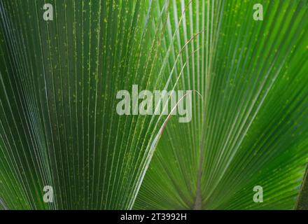 Trama foglia albero di palma Foto Stock