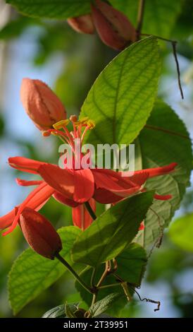 Passiflora coccinea scarlatto fiore della passione, fiore rosso della passione, Granadila merah sull'albero Foto Stock