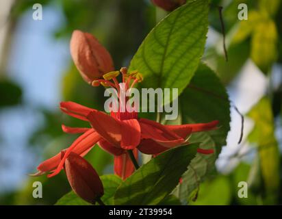 Passiflora coccinea scarlatto fiore della passione, fiore rosso della passione, Granadila merah sull'albero Foto Stock