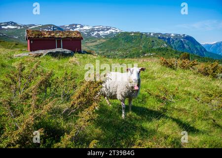 Catena montuosa Ekrehytta vista da Turtagro, Norvegia, al Parco Nazionale di Jotunheimen, con cieli limpidi durante una giornata estiva. Una capra pascola nell'erba nea Foto Stock