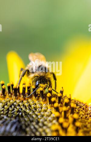 Primo piano di un'ape che raccoglie il nettare da un girasole in fiore, ricoperta di polline giallo. Foto Stock