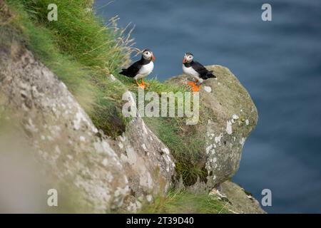 Piccoli uccelli Fratercula arctica bianchi e neri con becchi d'arancio e zampe in piedi su una scogliera rocciosa ricoperta di erba verde nelle Isole Faroe Foto Stock