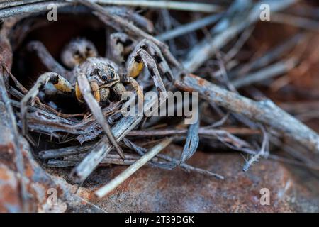 Dall'alto, primo piano del pericoloso e agile ragno di lupi con buona vista che strizza su bastoncini colorati del corpo nel buco della terra dell'habitat alla luce del sole Foto Stock