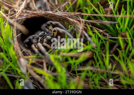 Dall'alto, primo piano del pericoloso e agile ragno di lupi con buona vista che strizza su bastoncini colorati del corpo nel buco della terra dell'habitat alla luce del sole Foto Stock