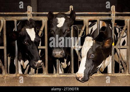 Mucche bianche e nere in stalla recintata in fattoria mentre mangiano fieno Foto Stock