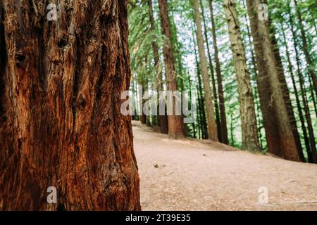 Primo piano del tronco d'albero contro il fogliame verde che cresce nella foresta, Cabezon de la Sal, Cantabria, Spagna Foto Stock