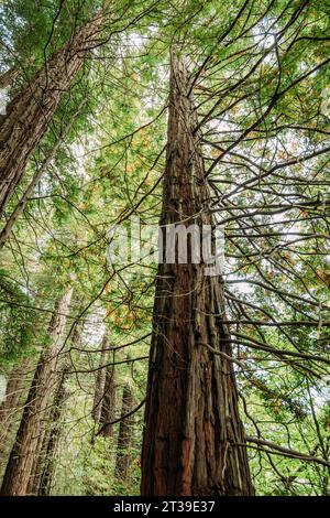 Da sotto alberi alti con vegetazione verde che cresce nella foresta, Cabezon de la Sal, Cantabria, Spagna Foto Stock