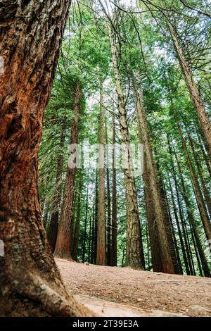 Da sotto alberi alti con vegetazione verde che cresce nella foresta, Cabezon de la Sal, Cantabria, Spagna Foto Stock