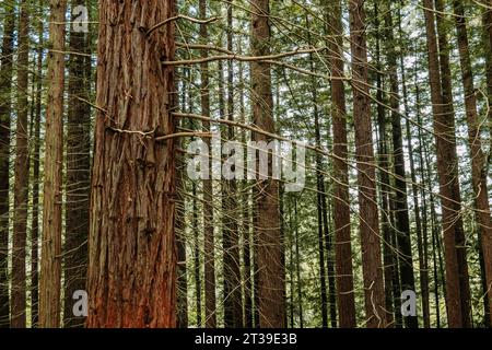 Alberi alti con vegetazione verde che crescono nella foresta, Cabezon de la Sal, Cantabria, Spagna Foto Stock