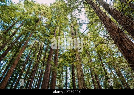 Da sotto alberi alti con vegetazione verde che cresce nella foresta, Cabezon de la Sal, Cantabria, Spagna Foto Stock