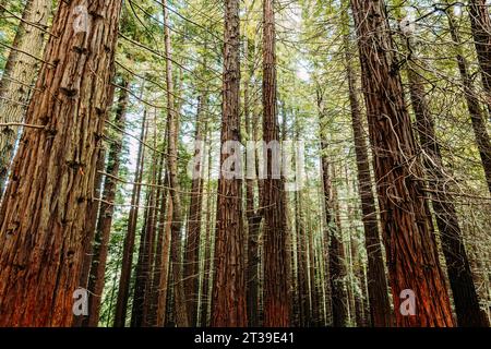 Alberi alti con vegetazione verde che crescono nella foresta, Cabezon de la Sal, Cantabria, Spagna Foto Stock