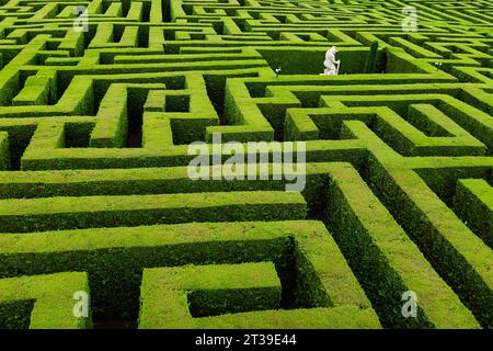 Dall'alto, vista del toro bianco al centro di file di piante verdi rete di sentieri e siepi progettati come puzzle Foto Stock