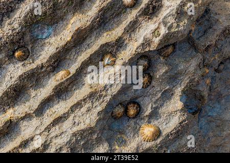 Primo piano di conchiglie e barnaccoli incastonati nella superficie rocciosa di Arnia Beach o Playa de la Arnia in Cantabria, Spagna. Foto Stock