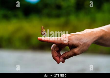 Primo piano della mano di un coltivatore che mostra una piccola farfalla con ali marroni mentre si siede al dito sullo sfondo sfocato della verde foresta amazzonica Foto Stock