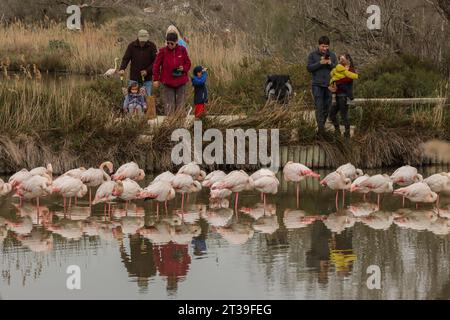 Turisti che guardano i fenicotteri al parco ornitologico della Camargue, Francia Foto Stock