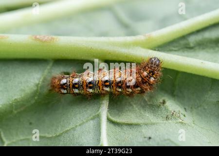 Bruco di falena d'erba di nodo, Acronicta rumicis, su una foglia di rabarbaro in un giardino Foto Stock