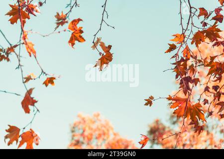 Foglie giallite di platano davanti al cielo azzurro e soleggiato in autunno Foto Stock