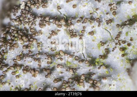 Un lichene fogliare, Parmelina tiliacea, che cresce sulla corteccia di quercia inglese, che mostra isidia in vista ingrandita. Fotografato a x15 Foto Stock