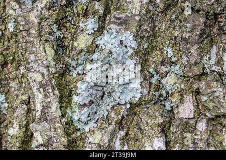 Un lichene fogliare, Parmelina tiliacea, che cresce sulla corteccia di quercia inglese Foto Stock