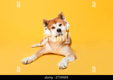 Simpatico cane giapponese Akita Inu che giace e indossa cuffie con uno sfondo isolato da studio di colore giallo Foto Stock
