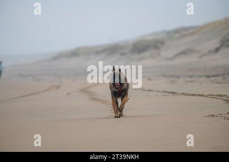 Phoebe, Leonberger Foto Stock