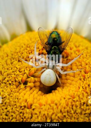 Ragno di granchio (Misumena vatia) che mangia mosca (Lucilia sericata) sulla margherita di fiori Foto Stock